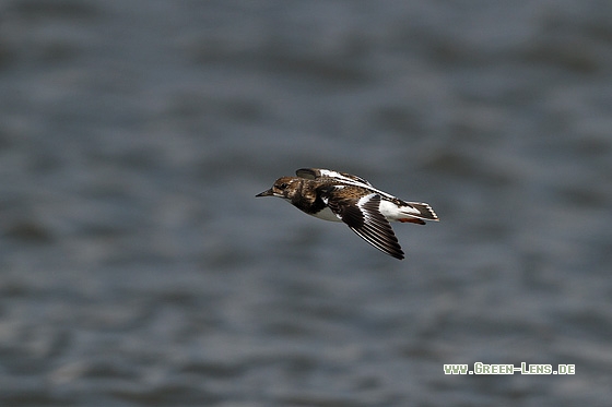 Steinwälzer - Copyright Stefan Pfützke
