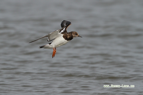 Steinwälzer - Copyright Stefan Pfützke
