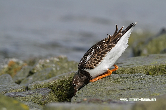 Steinwälzer - Copyright Stefan Pfützke