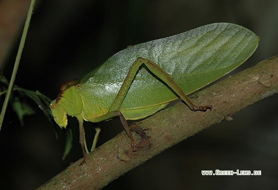 - Copyright Christian Gelpke