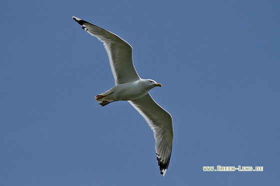 Steppenmöwe - Copyright Stefan Pfützke