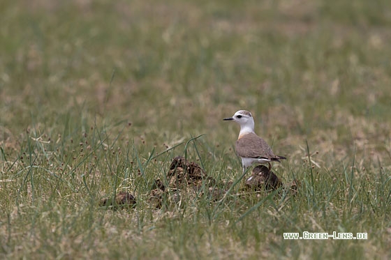 Steppenregenpfeifer - Copyright Mathias Putze