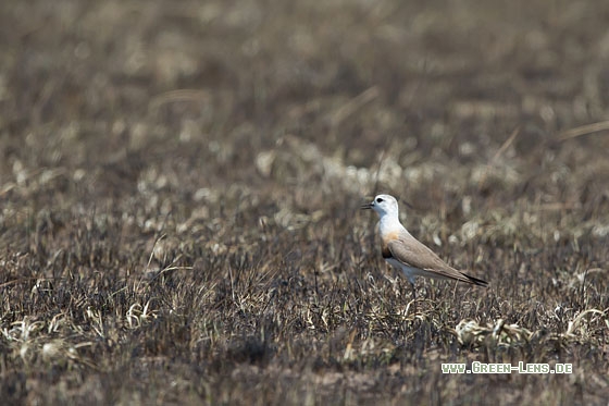 Steppenregenpfeifer - Copyright Mathias Putze