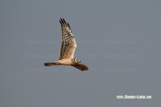 Steppenweihe - Copyright Stefan Pfützke