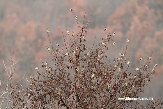 Stieglitz - Copyright Stefan Pfützke