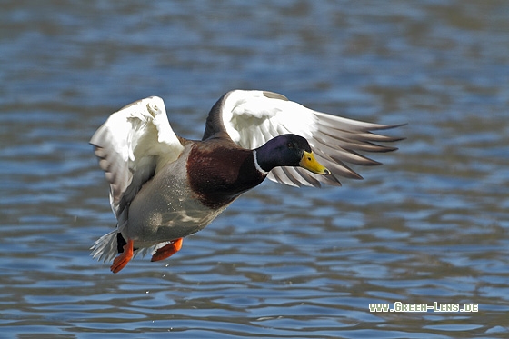 Stockente - Copyright Stefan Pfützke