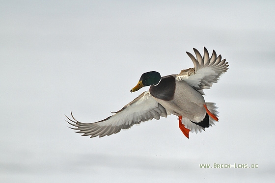 Stockente - Copyright Stefan Pfützke