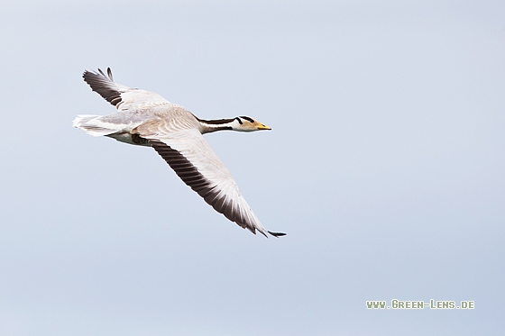 Streifengans - Copyright Mathias Putze