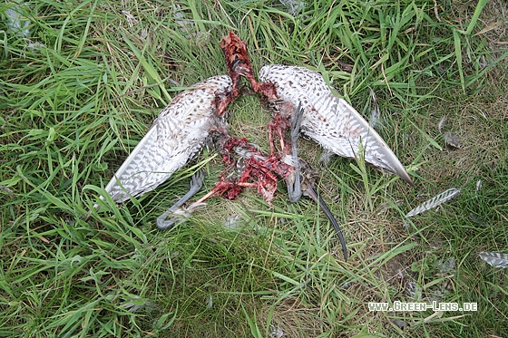 Großer Brachvogel - Copyright Stefan Pfützke