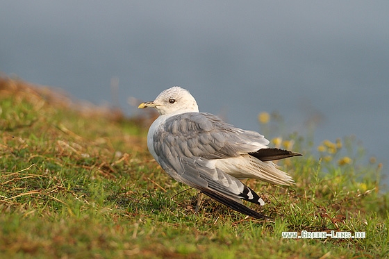 Sturmmöwe - Copyright Stefan Pfützke