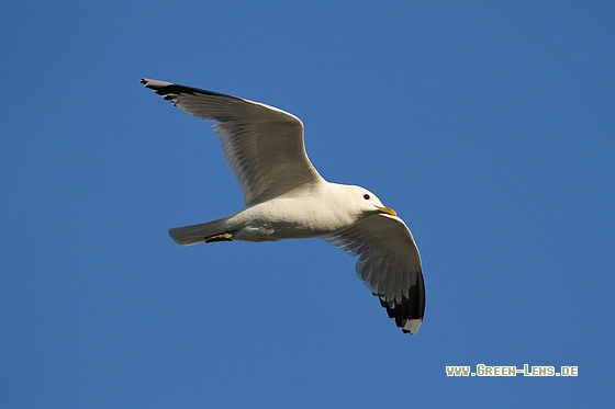 Sturmmöwe - Copyright Stefan Pfützke