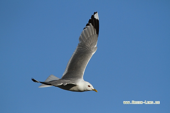 Sturmmöwe - Copyright Stefan Pfützke