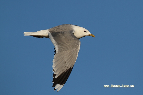Sturmmöwe - Copyright Stefan Pfützke