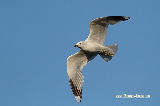Sturmmöwe - Copyright Stefan Pfützke