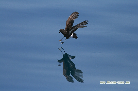 Sturmschwalbe - Copyright Stefan Pfützke