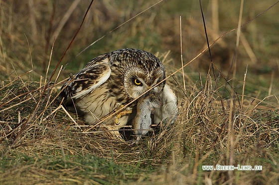 Sumpfohreule - Copyright Stefan Pfützke