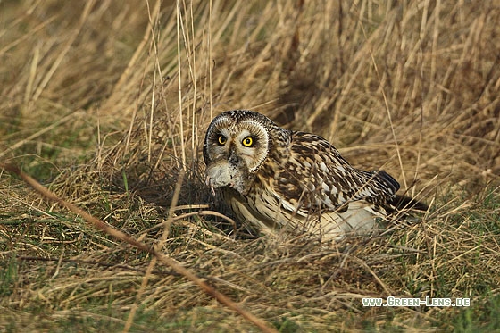 Sumpfohreule - Copyright Stefan Pfützke