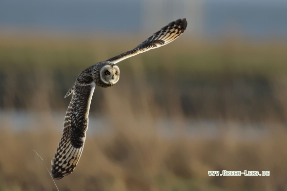 Sumpfohreule - Copyright Stefan Pfützke
