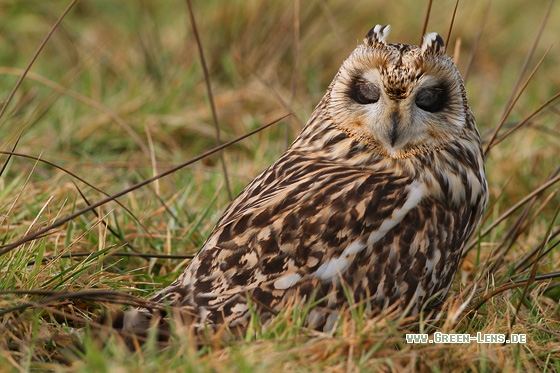 Sumpfohreule - Copyright Stefan Pfützke