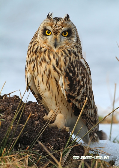 Sumpfohreule - Copyright Stefan Pfützke