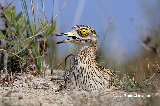 Triel - Copyright Stefan Pfützke