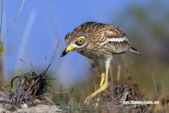 Triel - Copyright Stefan Pfützke