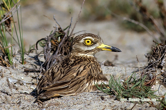 Triel - Copyright Stefan Pfützke