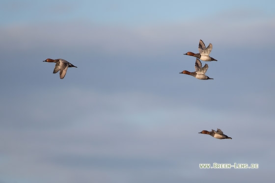 Tafelente - Copyright Mathias Putze