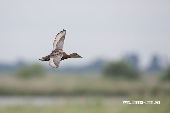 Tafelente - Copyright Mathias Putze