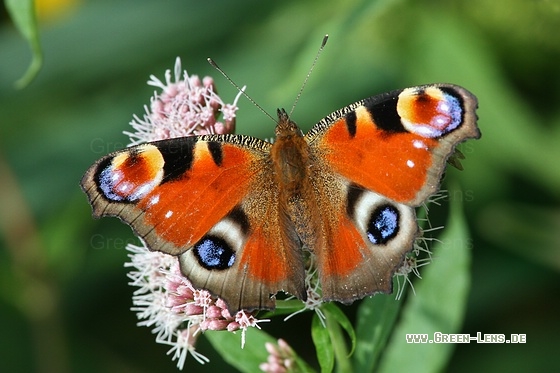 Tagpfauenauge - Copyright Stefan Pfützke
