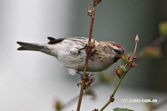 Birkenzeisig - Copyright Stefan Pfützke