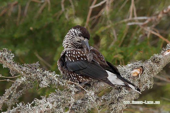 Tannenhäher - Copyright Stefan Pfützke