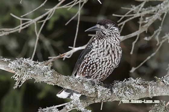 Tannenhäher - Copyright Stefan Pfützke