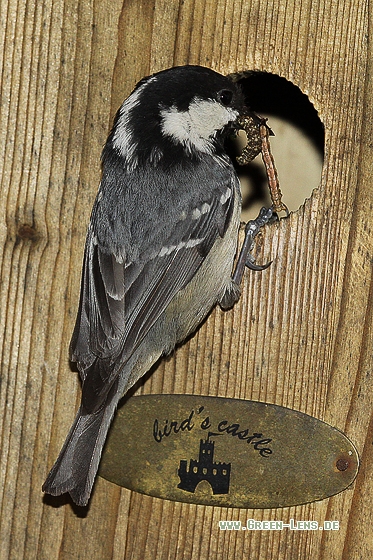 Tannenmeise - Copyright Stefan Pfützke