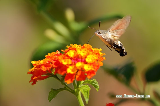 Taubenschwänzchen - Copyright Christian Gelpke