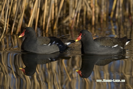 Teichhuhn - Copyright Mathias Putze