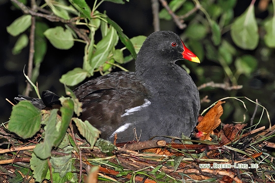 Teichhuhn - Copyright Stefan Pfützke