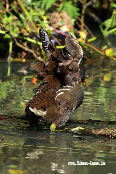 Teichhuhn - Copyright Stefan Pfützke