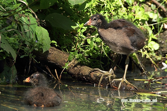Teichhuhn - Copyright Stefan Pfützke
