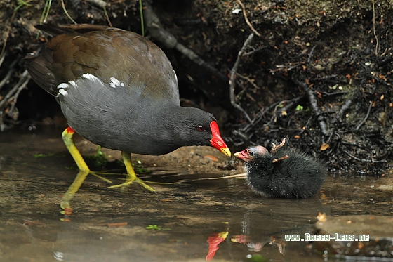 Teichhuhn - Copyright Stefan Pfützke