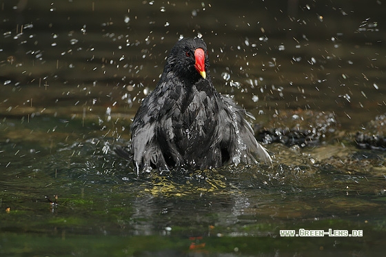 Teichhuhn - Copyright Stefan Pfützke