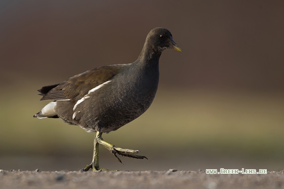 Teichhuhn - Copyright Mathias Putze