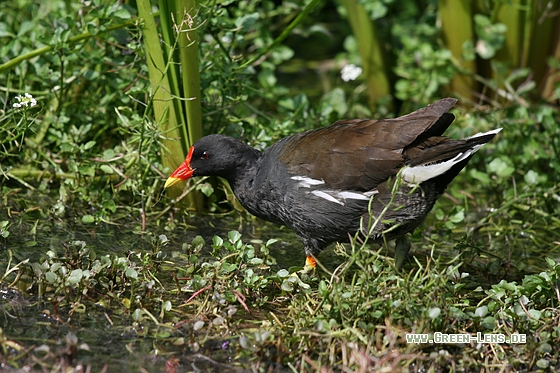 Teichhuhn - Copyright Stefan Pfützke