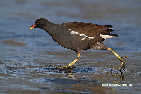 Teichhuhn - Copyright Stefan Pfützke