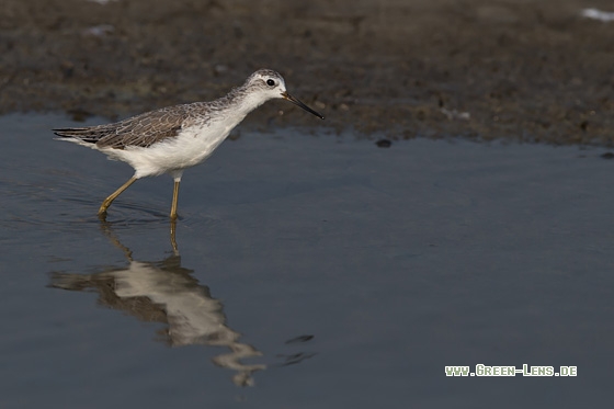 Teichwasserläufer - Copyright Mathias Putze