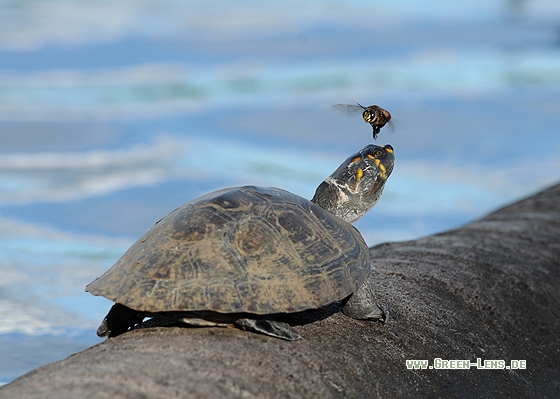 Terekay-Schienenschildkröte - Copyright Christian Gelpke