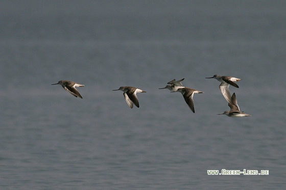 Terekwasserläufer - Copyright Stefan Pfützke