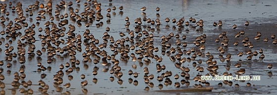 Alpenstrandläufer - Copyright Christoph Moning