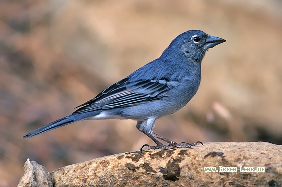 Teydefink - Copyright Stefan Pfützke