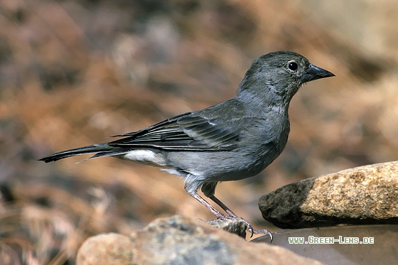 Teydefink - Copyright Stefan Pfützke